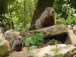 DSC02729 - Woodchucks(1) - Fri June 8th 07 R.JPG